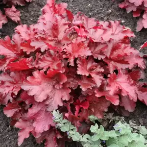 Heuchera 'Forever® Red' - Photo(s) courtesy of TERRA NOVA® Nurseries, Inc.