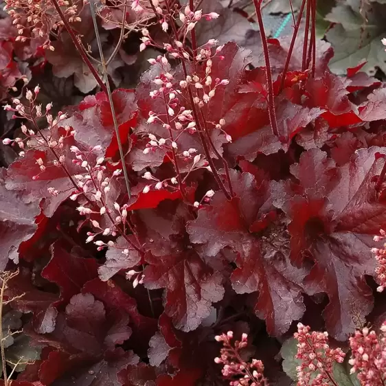 Heuchera 'Forever® Red' - Photo(s) courtesy of TERRA NOVA® Nurseries, Inc.
