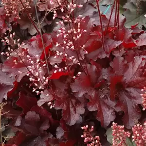 Heuchera 'Forever® Red' - Photo(s) courtesy of TERRA NOVA® Nurseries, Inc.
