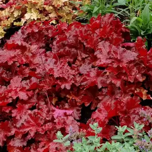 Heuchera 'Forever® Red' - Photo(s) courtesy of TERRA NOVA® Nurseries, Inc.