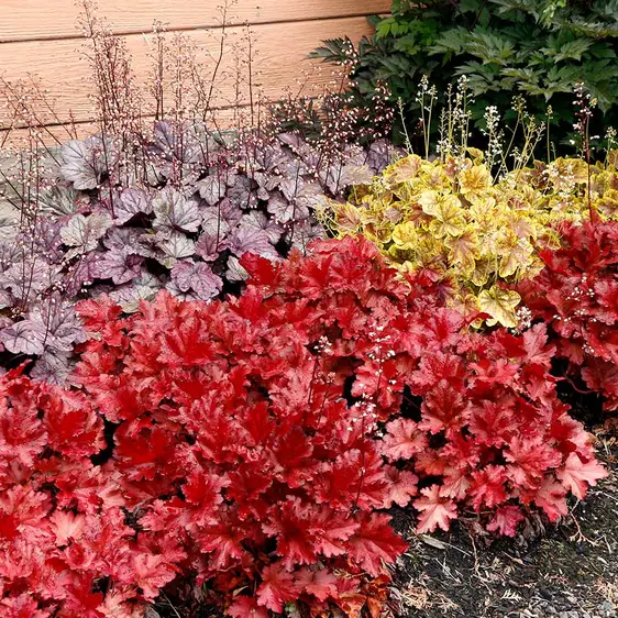 Heuchera 'Forever® Red' - Photo(s) courtesy of TERRA NOVA® Nurseries, Inc.