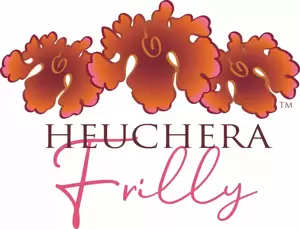 Heuchera 'Frilly' 1L - image 5