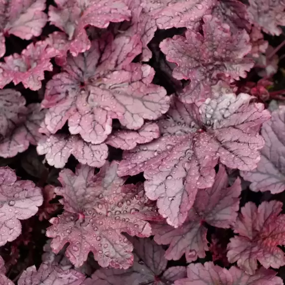 Heuchera 'Grape Timeless'