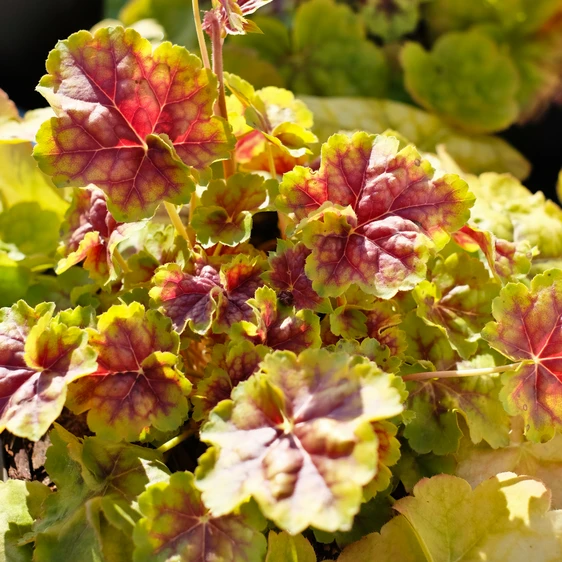 Heuchera 'Happy Easter'