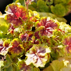 Heuchera 'Happy Easter'