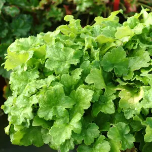 Heuchera 'Lime Marmalade'℗ - Photo(s) courtesy of TERRA NOVA® Nurseries, Inc.