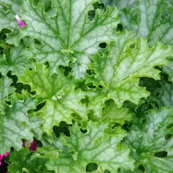 Heuchera 'Lime Swizzle' 10.5cm