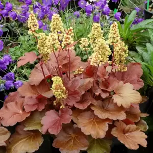 Heuchera Little Cuties 'Blondie' 9cm - image 1