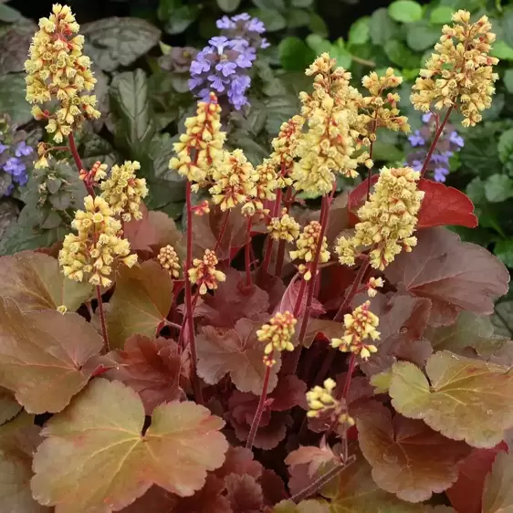 Heuchera Little Cuties 'Blondie' 1L - image 2