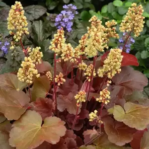 Heuchera Little Cuties 'Blondie' 9cm - image 2