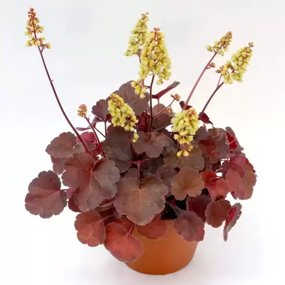 Heuchera Little Cuties 'Blondie' 1L - image 3