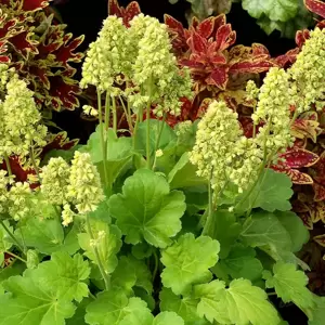 Heuchera Little Cuties™ 'Blondie in Lime' 1L - image 1