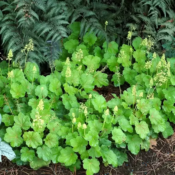 Heuchera Little Cuties™ 'Blondie in Lime' 1L - image 2