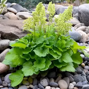 Heuchera Little Cuties™ 'Blondie in Lime' 1L - image 3