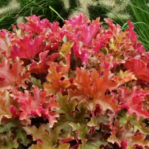 Heuchera 'Marmalade'℗ - Photo(s) courtesy of TERRA NOVA® Nurseries, Inc.