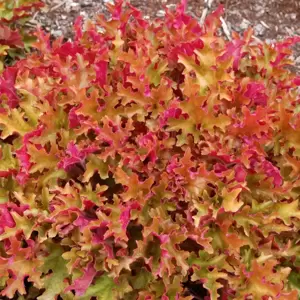 Heuchera 'Marmalade'℗ - Photo(s) courtesy of TERRA NOVA® Nurseries, Inc.