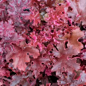 Heuchera 'Melting Fire'