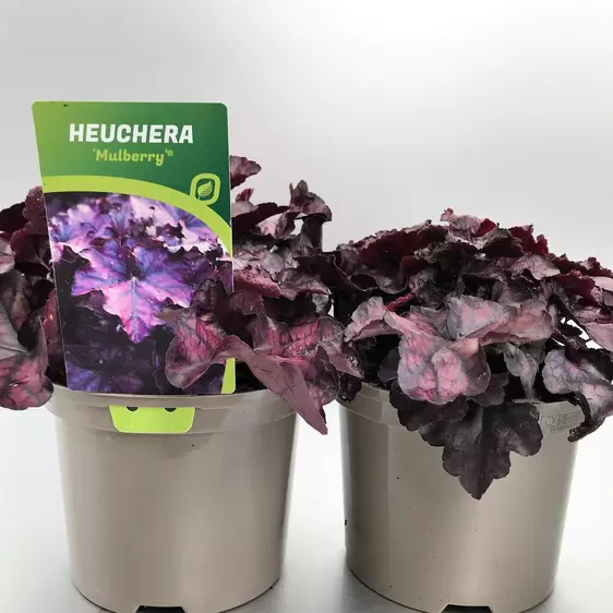 Heuchera 'Mulberry'