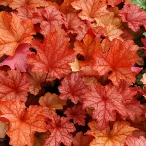 Heuchera 'Paprika'℗ - Photo(s) courtesy of TERRA NOVA® Nurseries, Inc.