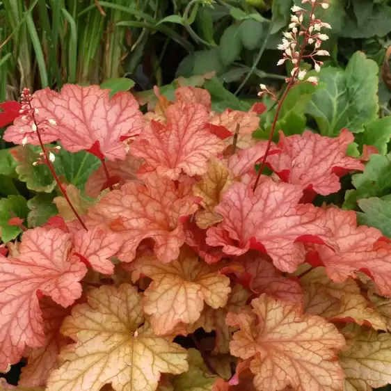 Heuchera 'Paprika'℗ - Photo(s) courtesy of TERRA NOVA® Nurseries, Inc.