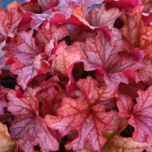 Heuchera 'Paprika'℗ - Photo(s) courtesy of TERRA NOVA® Nurseries, Inc.