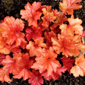 Heuchera 'Paprika'℗ - Photo(s) courtesy of TERRA NOVA® Nurseries, Inc.