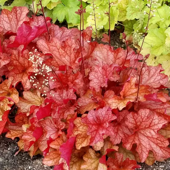 Heuchera 'Paprika'℗ - Photo(s) courtesy of TERRA NOVA® Nurseries, Inc.