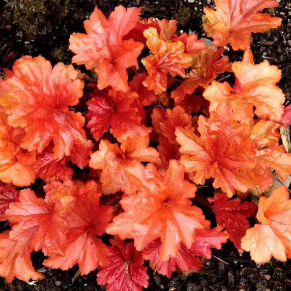 Picture - TERRA NOVA® Nurseries, Inc.