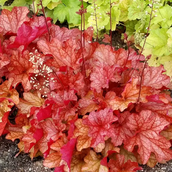 Picture - TERRA NOVA® Nurseries, Inc.