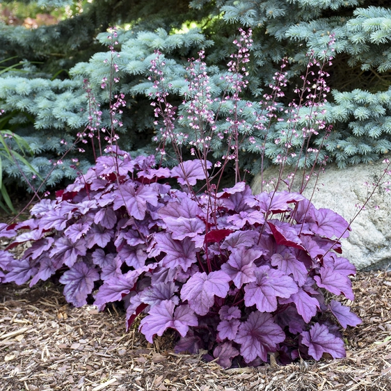 Picture Credit - - Walters Gardens, Inc