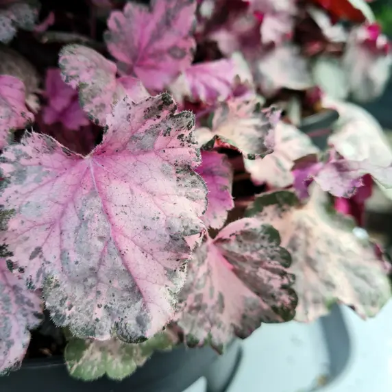 Heuchera 'Pinky Panky' 1.5L - image 1