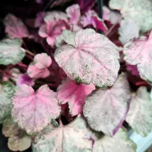 Heuchera 'Pinky Panky' 1.5L - image 2
