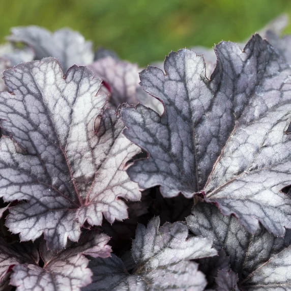 Heuchera 'Plum Pudding' 3L