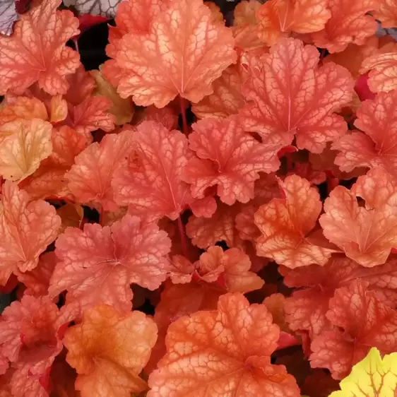 Heuchera 'Rio'℗ - Photo(s) courtesy of TERRA NOVA® Nurseries, Inc.