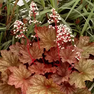 Heuchera 'Rio'℗ - Photo(s) courtesy of TERRA NOVA® Nurseries, Inc.