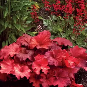 Heuchera 'Rio'℗ - Photo(s) courtesy of TERRA NOVA® Nurseries, Inc.