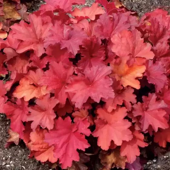 Heuchera 'Rio'℗ - Photo(s) courtesy of TERRA NOVA® Nurseries, Inc.