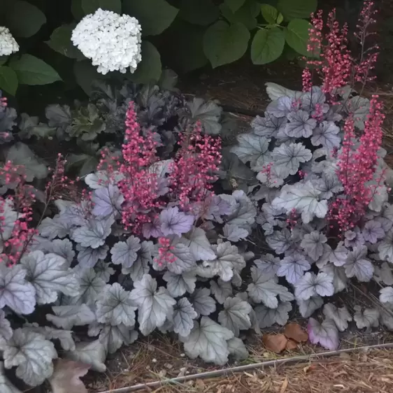 Heuchera 'Silver Gumdrop' 2L - image 1