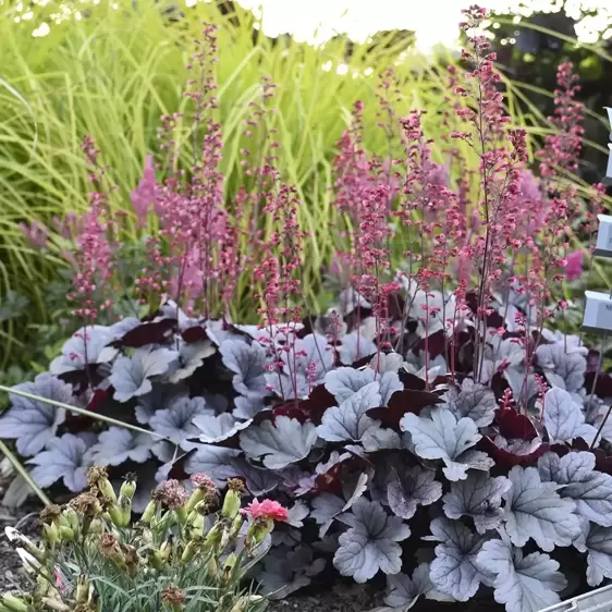 Heuchera 'Silver Gumdrop' 2L - image 3