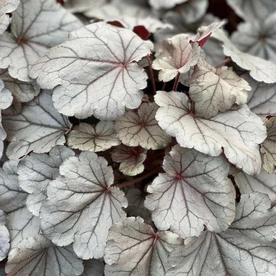 Heuchera 'Silverberry' 1L