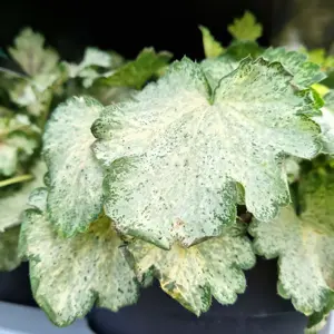 Heuchera 'Snowy Panky' 1.5L - image 2
