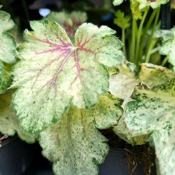 Heuchera 'Snowy Panky' - image 1