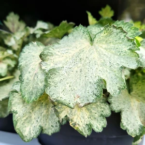 Heuchera 'Snowy Panky' - image 2