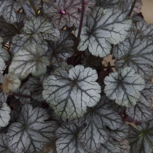 Image Credit: Walters Gardens, Inc