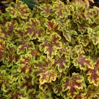 Heucherella