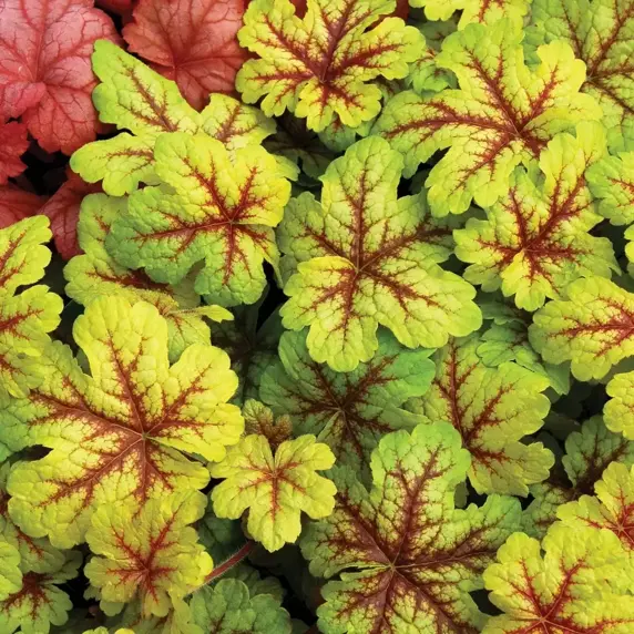 Heucherella 'Alabama Sunrise' - image 1