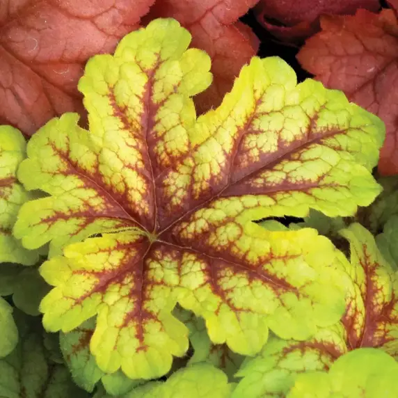 Heucherella 'Alabama Sunrise' - image 2