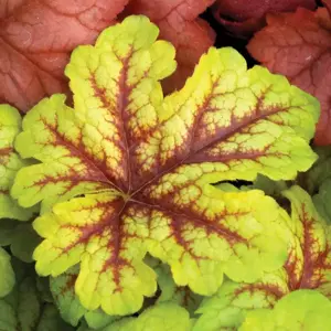 Heucherella 'Alabama Sunrise' - image 2