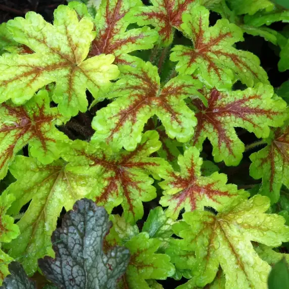Heucherella 'Alabama Sunrise' - image 3
