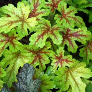 Heucherella 'Alabama Sunrise' - image 3